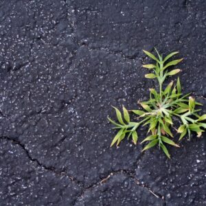 cracked pavement